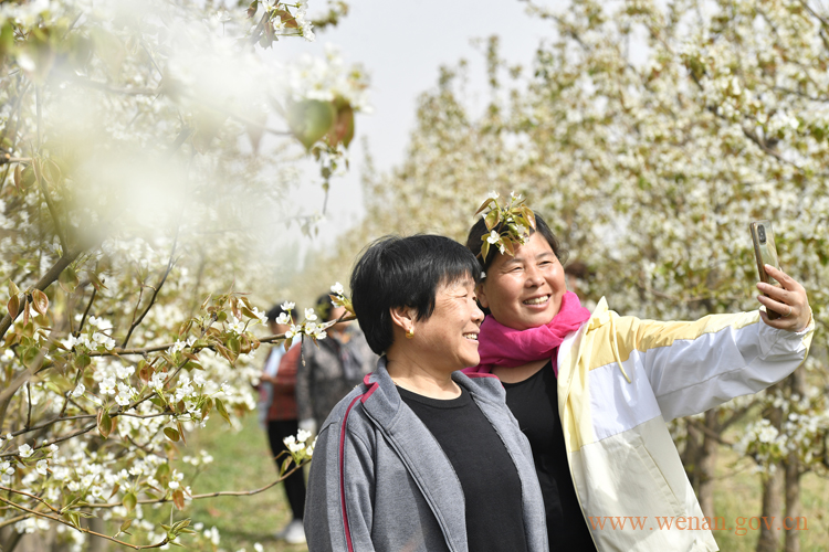 文安县2023年首届梨花文化旅游节成功举办