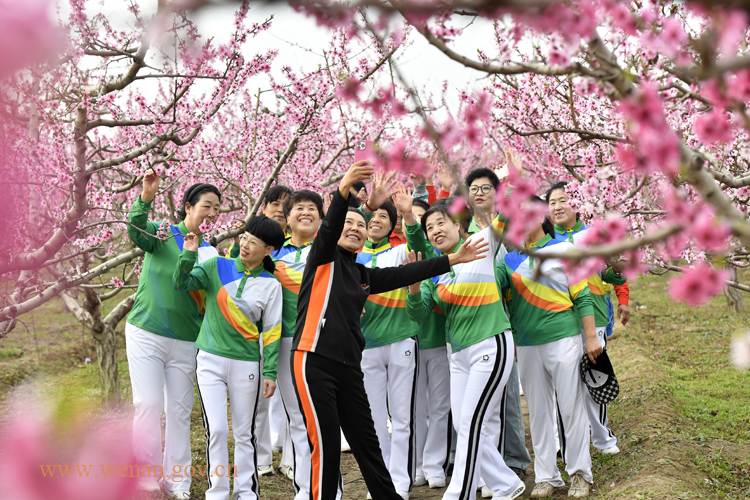 文安县李各庄村第二届桃花节热闹开幕