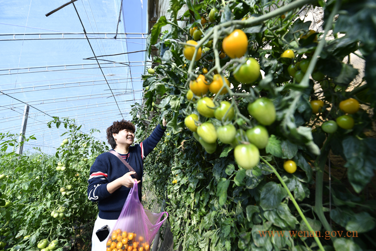 廊坊文安:规模化种植结硕果