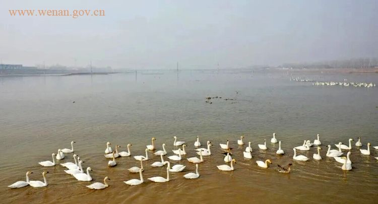 河北省文安县赵王新河白天鹅“如约而至”